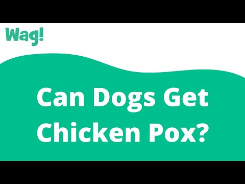 Dogs And Chicken Pox
