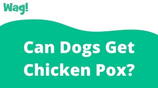 Can Dogs Get Chicken Pox | Wag!