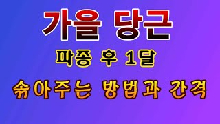 [텃밭농부. 1,238]  가을당근 솎아주는 간격과 방법 #당근재배
