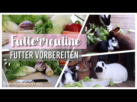 , title : 'FUTTERROUTINE 🐰🥕 - Futter vorbereiten für die Kaninchen | Kaninchenstar'