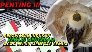 Download lagu Perawatan indukan kenari saat mengeram || Salah merawat telur kenari bisa zonk mp3 Download lagu Perawatan indukan kenari saat mengeram || Salah merawat telur kenari bisa zonk mp3