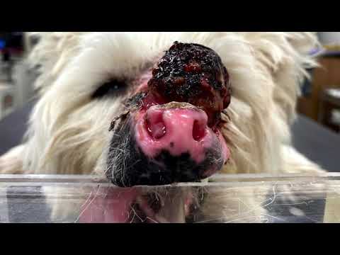 麻布大学附属動物病院 放射線治療 の紹介