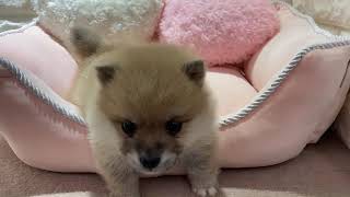 ハーフ犬の動画01