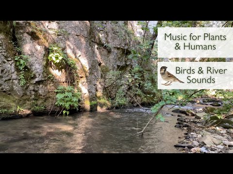 Very Powerful Music for Plants to Stimulate Plant Growth with Birds and River Sounds