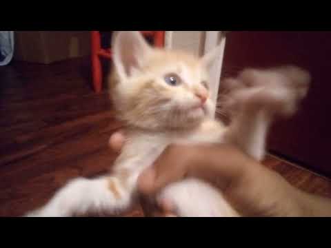 My Little Peanut Episode 1: (Meet Peanut)