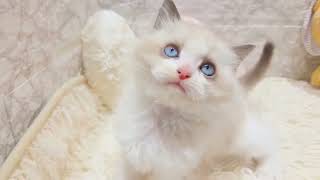 ラグドールの動画01