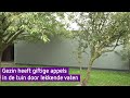 Appels vol met gif door lekkende vaten met blusschuim in Doetinchem