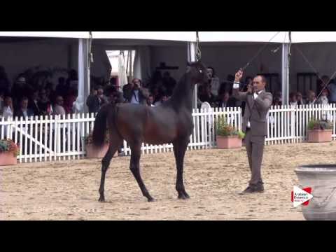 N.88 AMAAR AL NASSER - Menton 2015 - Yearling Colts 1 year old (Class 6A)