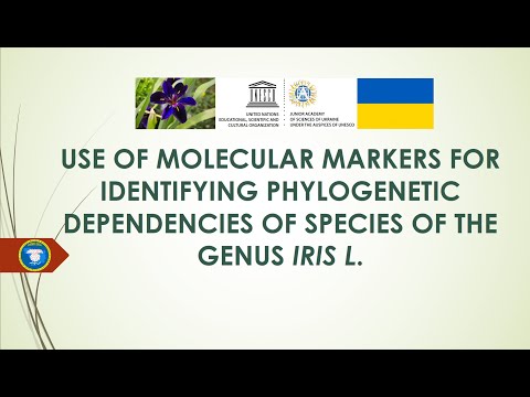 MOLECULAR PHYLOGENENETICS OF SPECIES OF THE GENUS IRIS