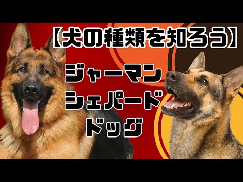 ジャーマンシェパードの種類