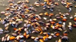 Surprisingly talented tiny coquina clams!