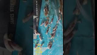 Maggots Found on a dead Rat in Attic