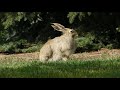 Jackrabbit LEARN AMAZING FACTS ABOUT JACKRABBITS Belongs To Hare Family