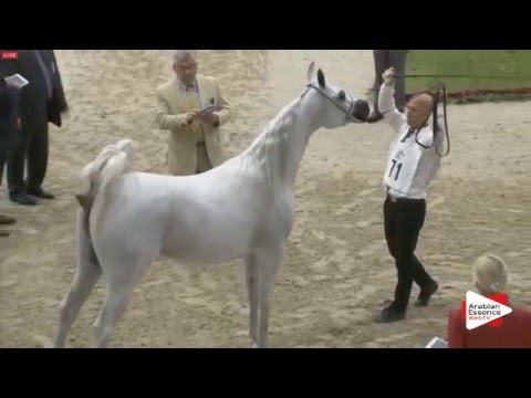 N.71 NESJ EL DAIKHIMA - Sharjah 2016 - 3 years old Fillies (Class 4)