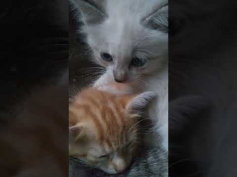 como os gatos da irmã albena está hoje domingo dia 9 de julho de 2023