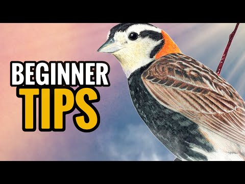 WINGSPAN Strategy Guide Tips for beginners
