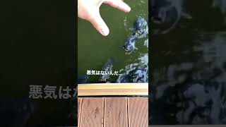 鯉がいる所で手をパクパクさせると？