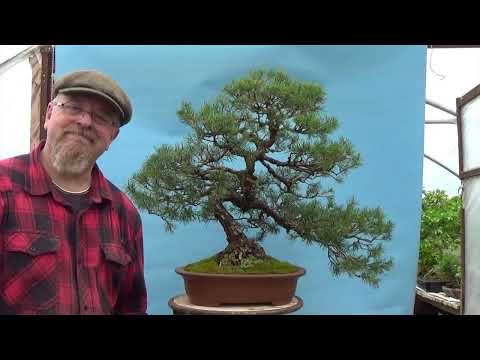 Scots Pine Bonsai Repot by Graham Potter