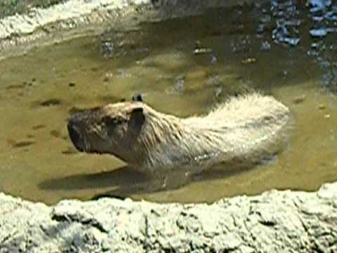 Capybara (World's largest rodents) at Chattanooga Zoo
