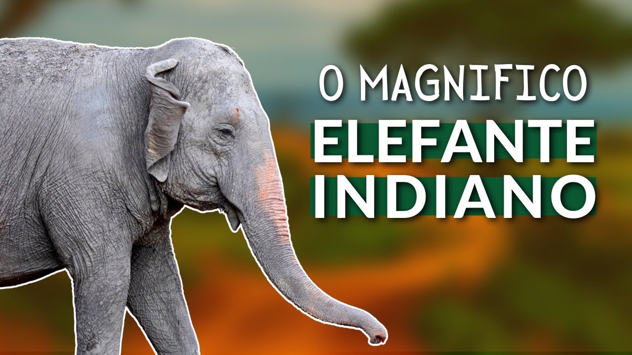 ELEFANTE-ASIÁTICO - TUDO SOBRE ESSE GIGANTE! ONDE VIVEM, TODAS AS SUBESPÉCIES E SUAS DIFERENÇAS!!!