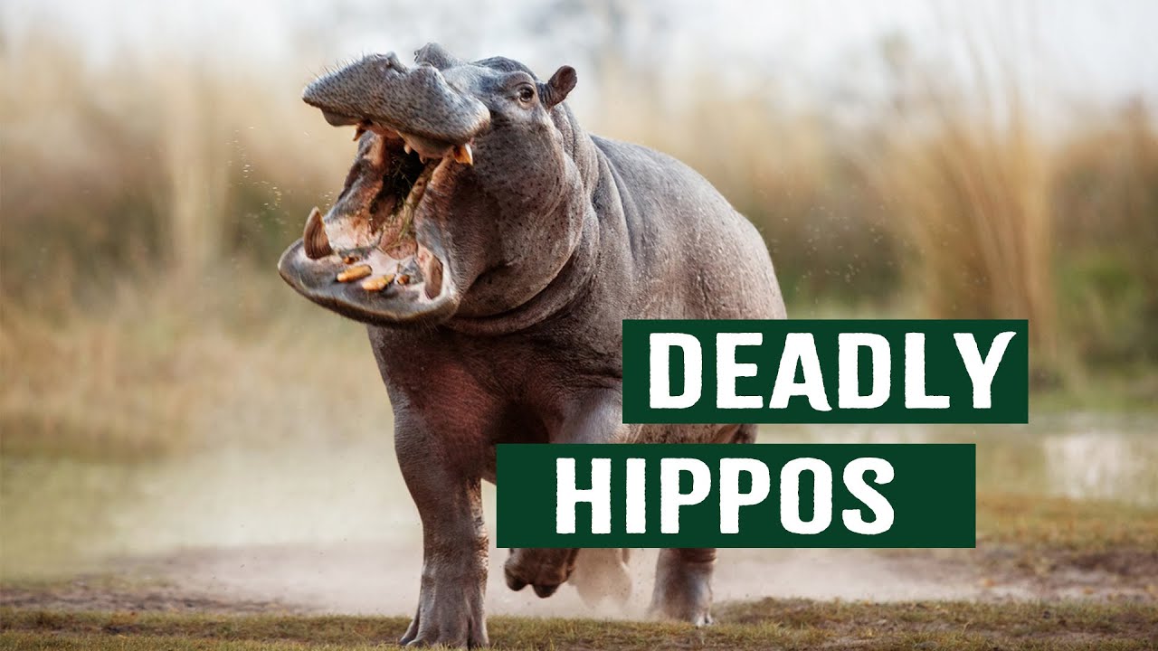 Nature's Most Dangerous Apex Killers: The Deadly Truth About Hippos