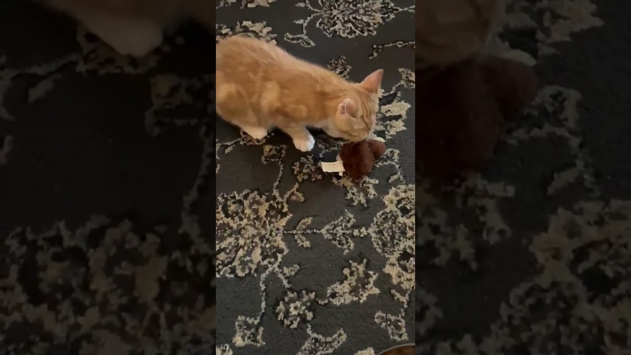 George (ID 51841), an adopted Domestic Short Hair in Manassas, VA video 6/6