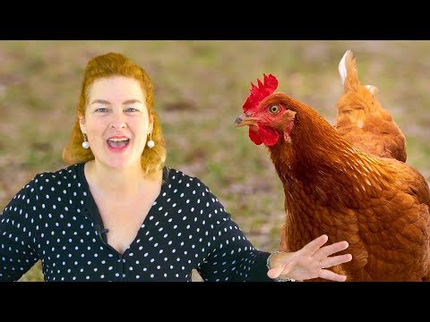 5 Things To Feed Your Chickens So They Lay Eggs All Year