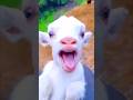 Funny goat 🐐 cat 🐈 laughing video #monkey #cat #shorts
