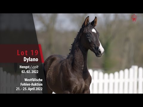 Fohlen-Auktion Lot 19 Dylano Hengst v. Dettori - Dankeschön