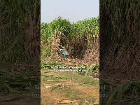 Sugarcane variety copb95 #riar_sugarcane_farm