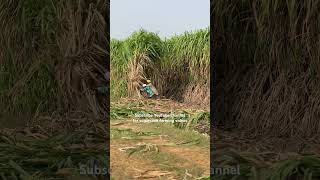 Download lagu Sugarcane variety copb95 #riar_sugarcane_farm mp3
