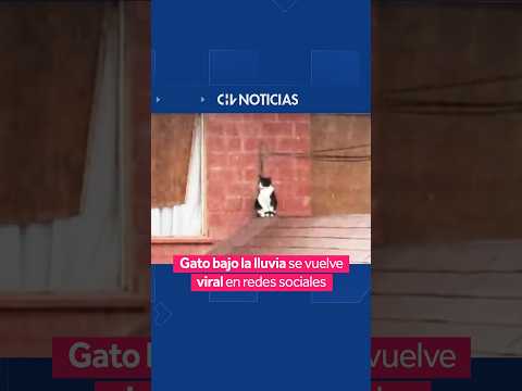 Gato bajo la lluvia se volvió viral tras subirse a un techo en pleno sistema frontal