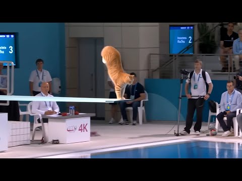 Если бы коты участвовали