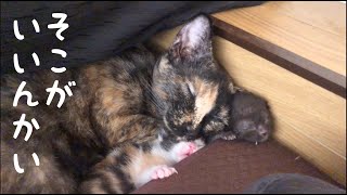 [妊娠した野良猫がうちで子供を産んじゃった]#5 どうしてもおうちが気に入らないらしい...で選んだ場所がそこかい！【保護猫の出産】