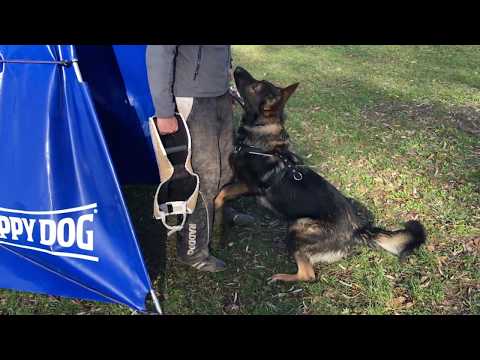 Amarok vom Schloss Liebenstein - IGP / IPO protection training