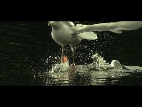 Thomas D präsentiert Reflektorfalke - Lektionen in Demut 11.0 (Trailer)