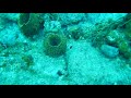Caribbean Sponges