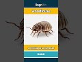woodlouse - cochinilla de la humedad video thumbnail