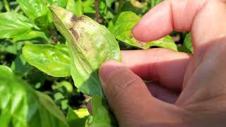 Thai Basil growing problems - Thai basil leaves turn yellow