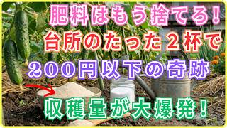 🥒  【初心者でも成功】キュウリに肥料は与えるな！台所にある2つの激安食材だけで実が大きく収穫量が爆発する裏ワザ！
