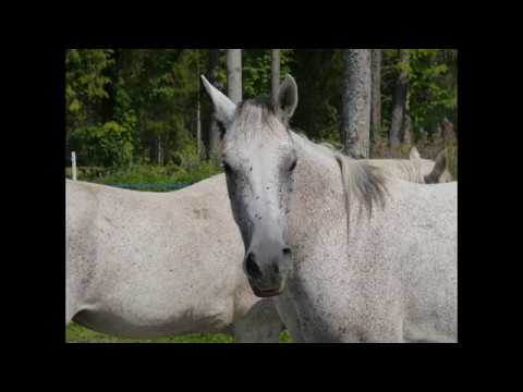 ...mal som ťa rád....i loved you...