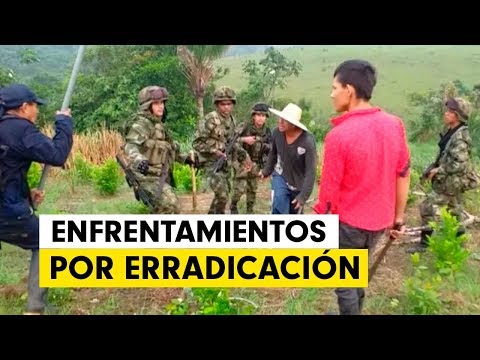 Incrementan choques entre campesinos y Ejército por erradicación forzada de coca | Colombia +20