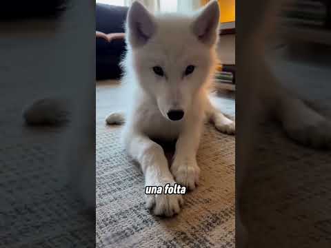 Il lupetto che ha sfidato il destino #shortvideo