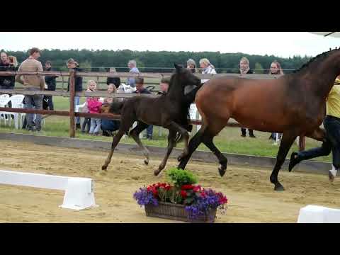 4. Stute, geb. 28.04.2022 – V: Vivanero M: Flic Flac – For Expo