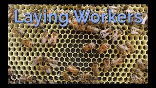 What Are Laying Workers And How Do I Deal With Them?