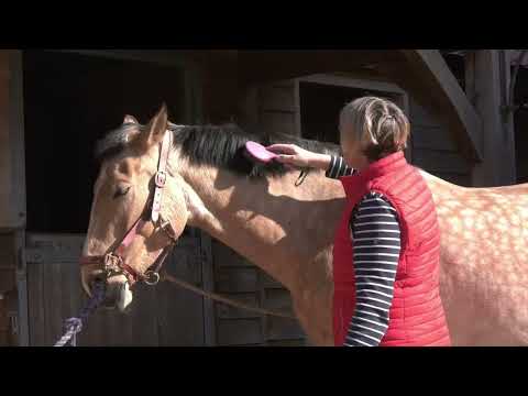 Bella is a very BUSY MINDED HORSE.  I have to teach her to slow down and focus.