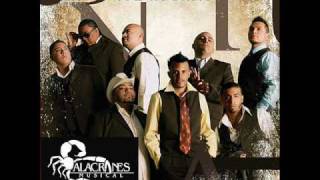 Fue su amor - Alacranes Musical