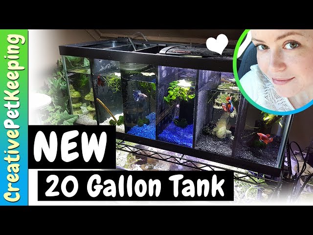 Updating the Fishroom | NEW 20 Gallon Male Betta Divided Tank | Fish Fan Friday