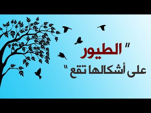 ما أصل مقولة “ الطيور على أشكالها تقع ” ؟