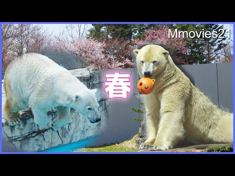 youtube-動物記事2024/02/15 10:21:27
